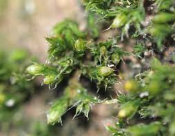 Attēlu rezultāti vaicājumam “Orthotrichum diaphanum”