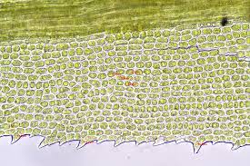 Attēlu rezultāti vaicājumam “Dichodontium pellucidum”