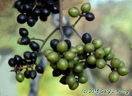 Attēlu rezultāti vaicājumam “Phellodendron amurense”