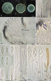 Attēlu rezultāti vaicājumam “Hyaloscypha hyalina”