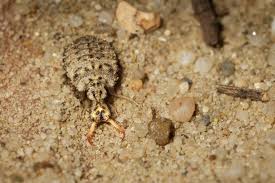 Attēlu rezultāti vaicājumam “Myrmeleontidae imago”