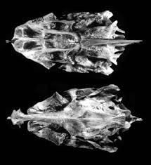 Image result for Aplodinotus grunniens