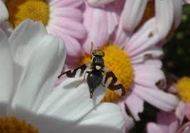 Attēlu rezultāti vaicājumam “Urophora cardui”