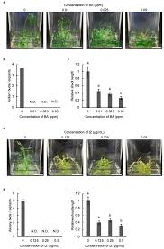 Attēlu rezultāti vaicājumam “Humulus lupulus bud”