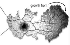 Attēlu rezultāti vaicājumam “Physarum contextum young”