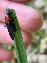 Attēlu rezultāti vaicājumam “Clitellaria ephippium”