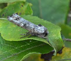 Attēlu rezultāti vaicājumam “Lithomoia solidaginis”