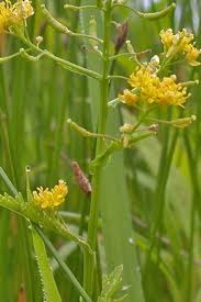 Attēlu rezultāti vaicājumam “Rorippa palustris flower”