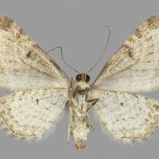 Attēlu rezultāti vaicājumam “Eupithecia subumbrata”