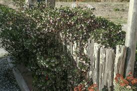 Attēlu rezultāti vaicājumam “Festuca altissima flower”