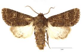 Attēlu rezultāti vaicājumam “Tholera cespitis”