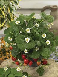 Attēlu rezultāti vaicājumam “Fragaria x ananassa”