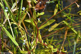 Attēlu rezultāti vaicājumam “Myosotis laxa subsp. baltica”