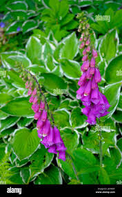 Image result for Fingerhut rot