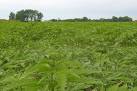 A field of THC free hemp for - via Daymix