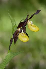 Attēlu rezultāti vaicājumam “Cypripedium calceolus”