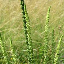 Image result for Reseda luteola