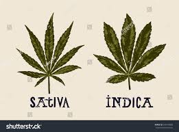 Attēlu rezultāti vaicājumam “Cannabis sativa leaf”