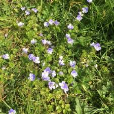 Attēlu rezultāti vaicājumam “Veronica chamaedrys bud”