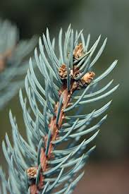 Attēlu rezultāti vaicājumam “Picea pungens”