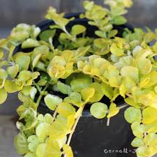 Attēlu rezultāti vaicājumam “Lysimachia”