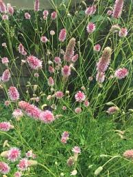 Image result for Sanguisorba officinalis