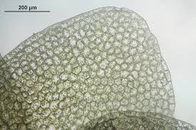 Attēlu rezultāti vaicājumam “Calypogeia integristipula”