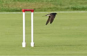 Image result for BUDLEIGH SALTERTON CROQUET CLUB