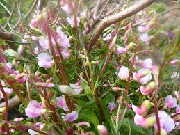 Attēlu rezultāti vaicājumam “Lathyrus vernus bud”
