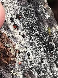 Attēlu rezultāti vaicājumam “Mycoblastus sanguinarius”