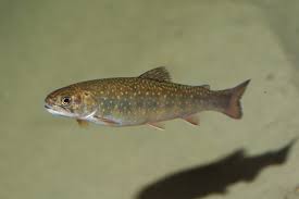 Image result for Salvelinus fontinalis