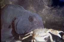 Image result for Anarhichas lupus