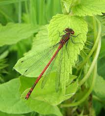 Attēlu rezultāti vaicājumam “Pyrrhosoma nymphula”