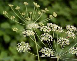 Attēlu rezultāti vaicājumam “Laserpitium latifolium bud”