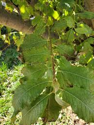 Attēlu rezultāti vaicājumam “Salix caprea leaf”
