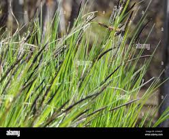 Attēlu rezultāti vaicājumam “Carex cespitosa”