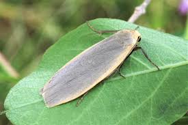 Attēlu rezultāti vaicājumam “Eilema griseola larva”