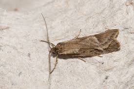 Attēlu rezultāti vaicājumam “Diurnea lipsiella”