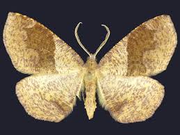 Attēlu rezultāti vaicājumam “Plagodis pulveraria”