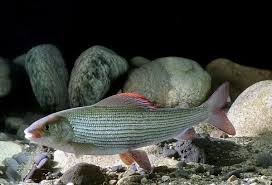 Image result for Thymallus thymallus