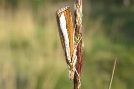 Attēlu rezultāti vaicājumam “Catoptria fulgidella”