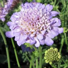 Image result for Scabiosa col.`Butterfly Blue`