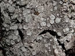 Attēlu rezultāti vaicājumam “Pertusaria albescens”