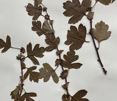 Attēlu rezultāti vaicājumam “Crataegus x macrocarpa leaf”