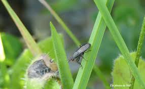 Attēlu rezultāti vaicājumam “Coremacera marginata”