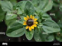 Image result for Sanvitalia procumbens