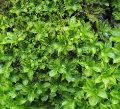 Attēlu rezultāti vaicājumam “Syntrichia papillosa”