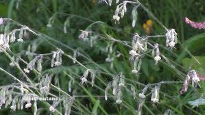 Attēlu rezultāti vaicājumam “Silene nutans”