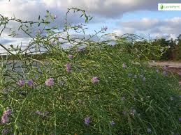 Attēlu rezultāti vaicājumam “Cakile maritima subsp. baltica”