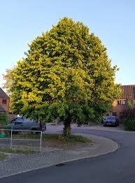 Attēlu rezultāti vaicājumam “Corylus colurna”